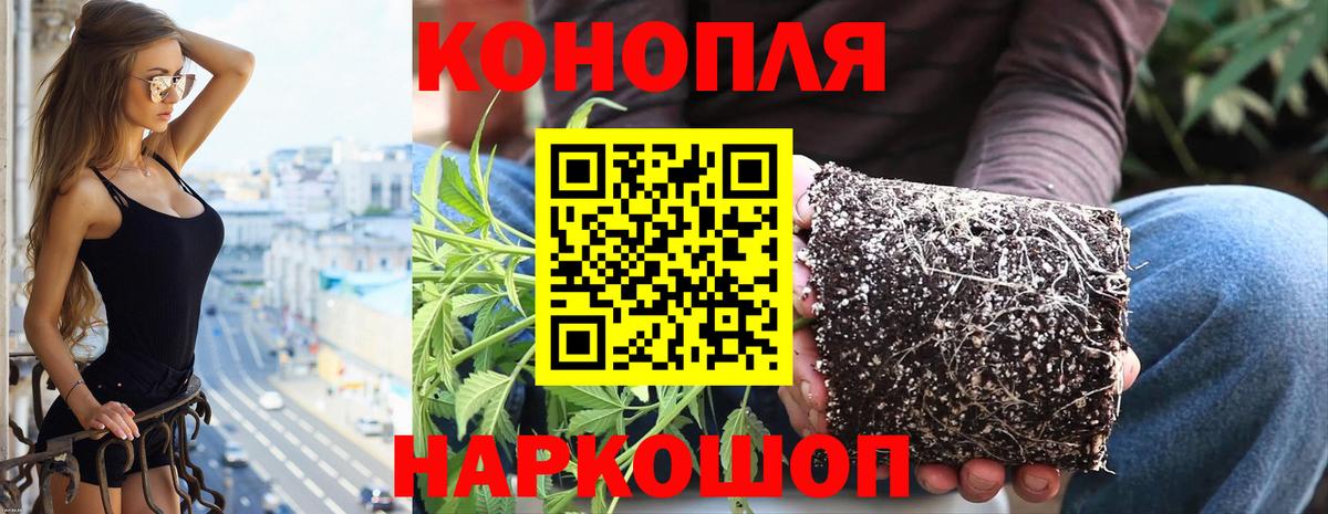 Канабис гибрид  Вход с VPN  Шишки марихуана план  Сунжа 